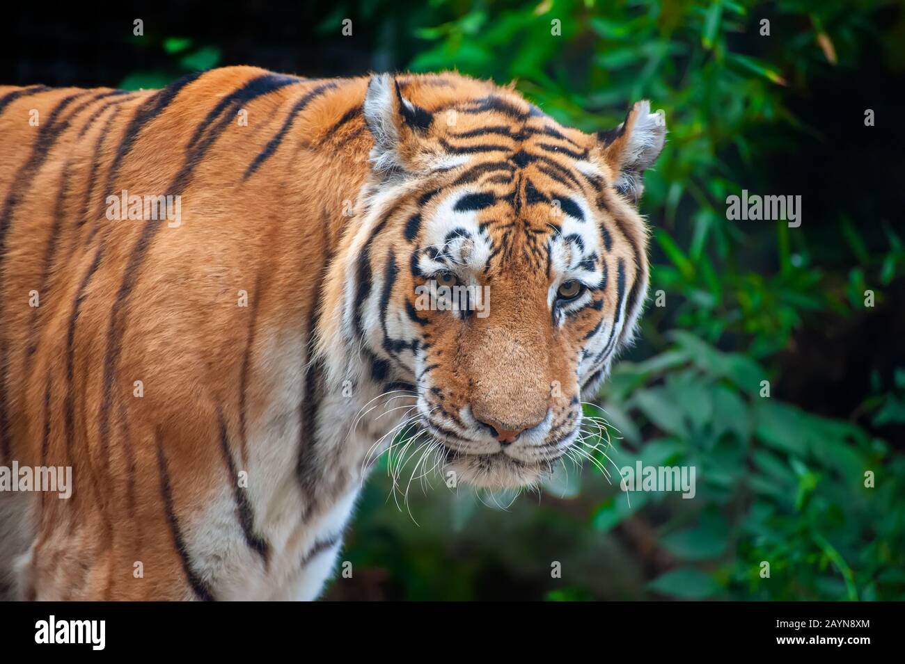 Tigre - Panthera tigris - primer plano retrato. Tigre siberiano o amur macho de aspecto feroz (Panthera tigris altaica) Foto de stock
