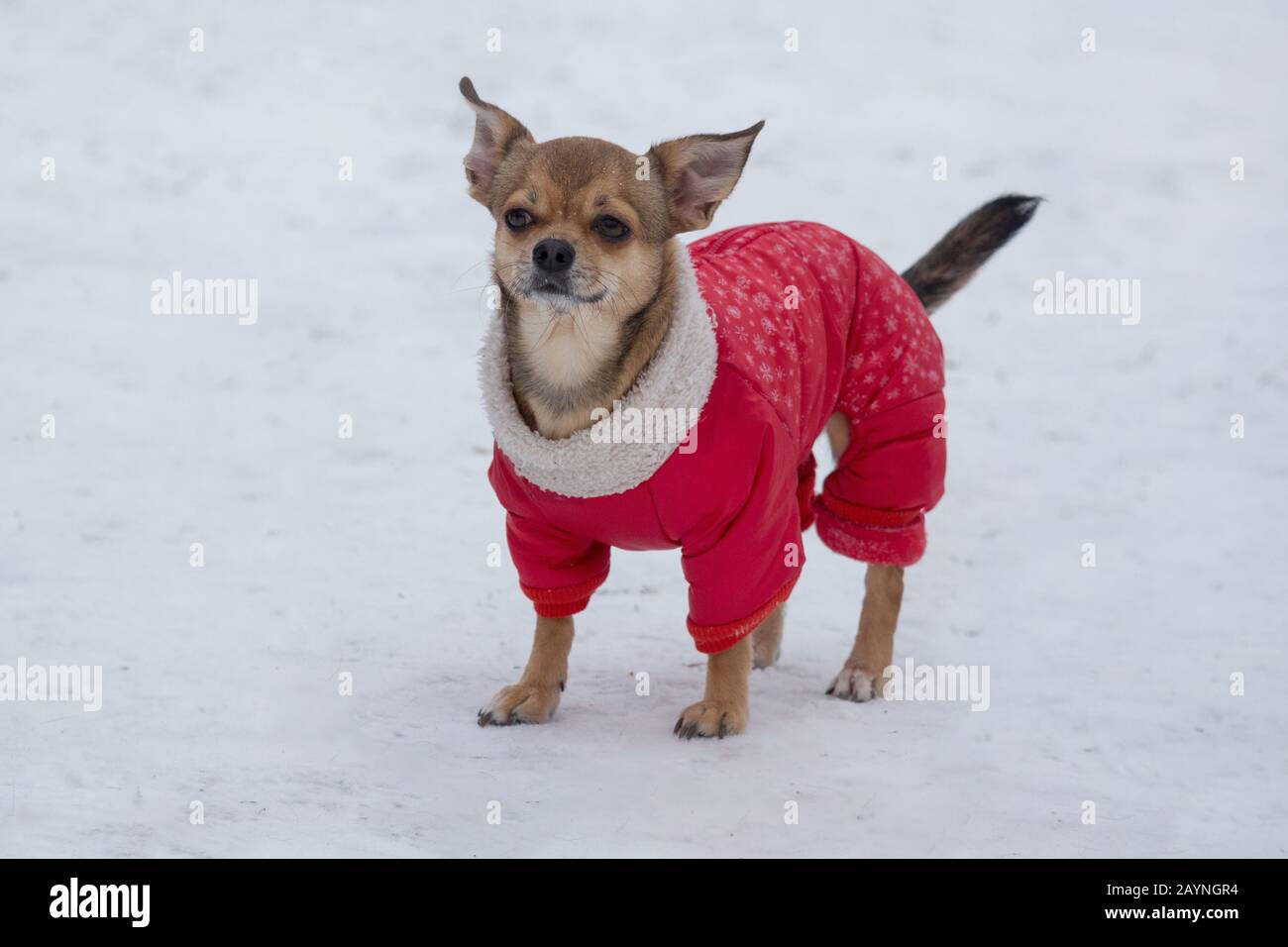 pequeño chihuahua en un hermoso abrigo para mascotas está de pie en el  parque de invierno. Animales de compañía. Perro de raza pura Fotografía de  stock - Alamy