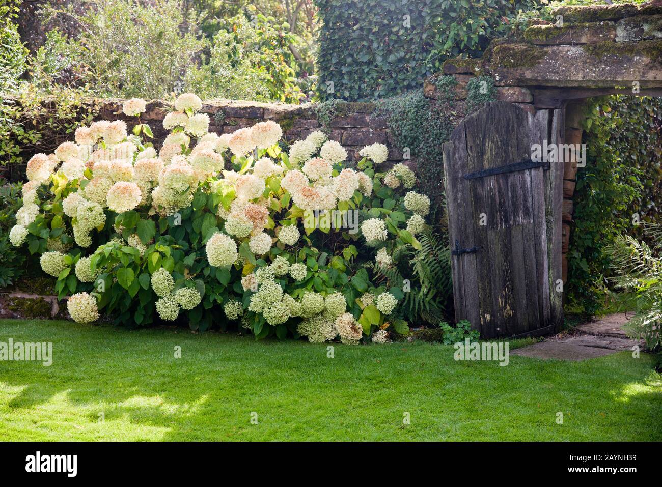 Hidrangea de flores blancas creciendo contra una puerta de jardín antigua y rústica. Foto de stock