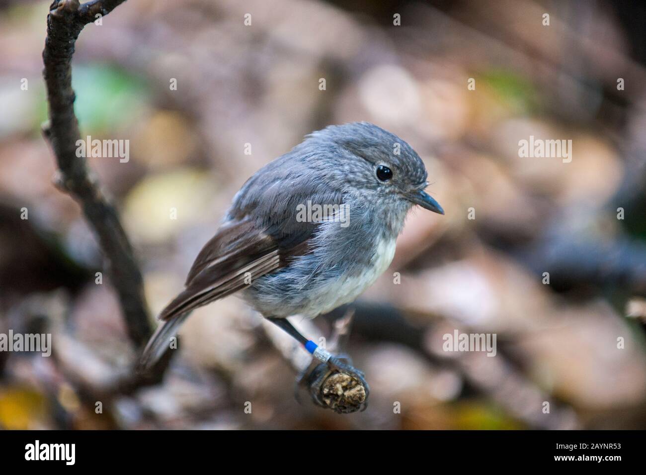 Un robin de la isla del sur (Petroica australis), un pájaro del tamaño de gorrión encontrado solamente en Nueva Zelanda, en la isla de Motuara en Los Sonidos del sur de Marlborough Es Foto de stock