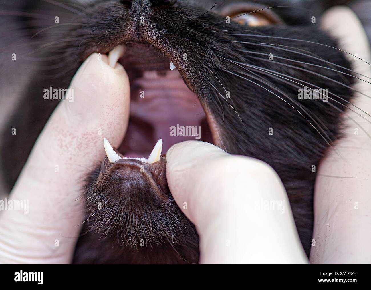 Un médico Veterinario que comprueba las fangs de gato en la clínica veterinaria, Veterinario que examina una Boca de gatito negro Foto de stock