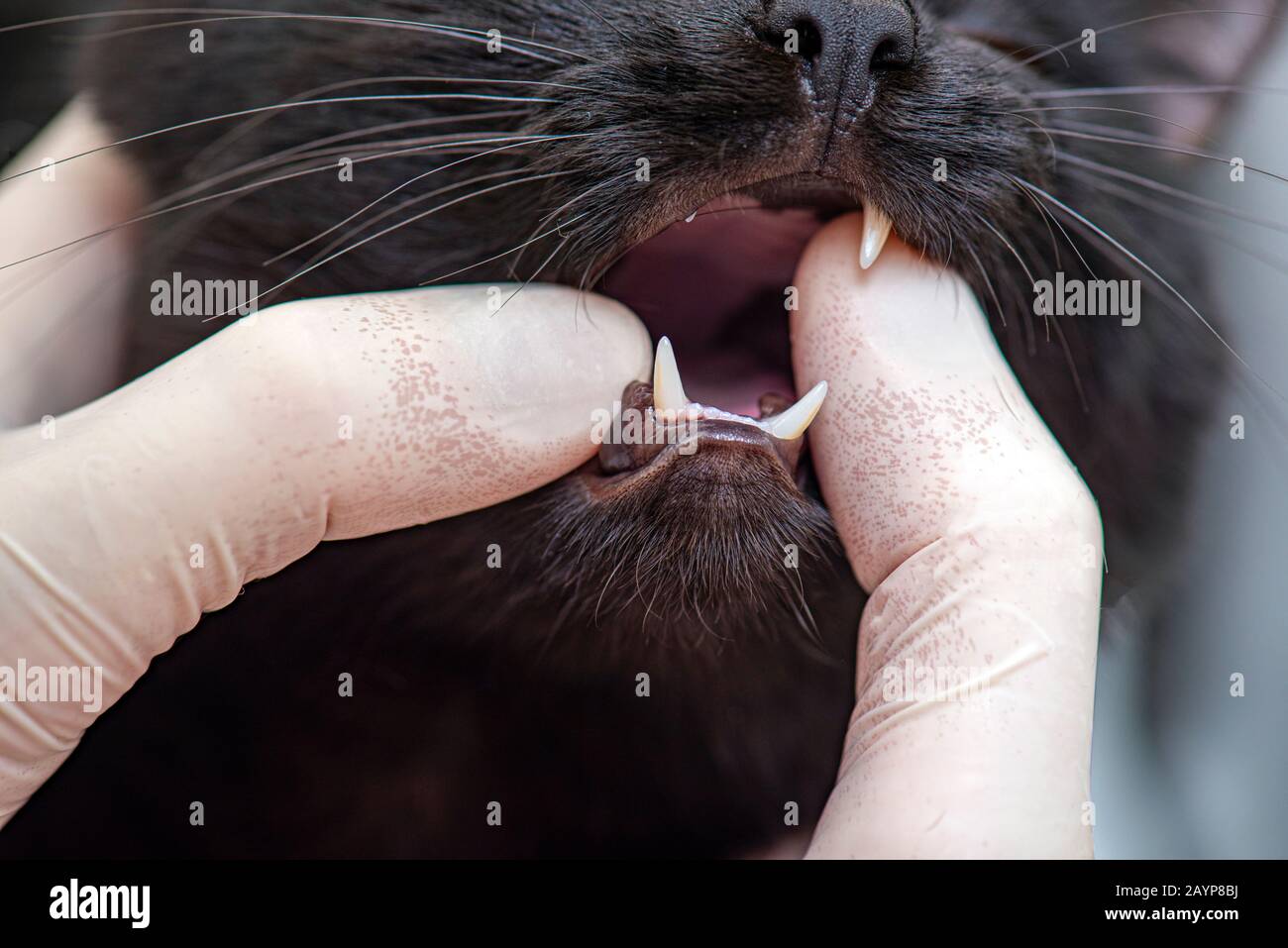 Un médico Veterinario que comprueba las fangs de gato en la clínica veterinaria, Veterinario que examina una Boca de gatito negro Foto de stock