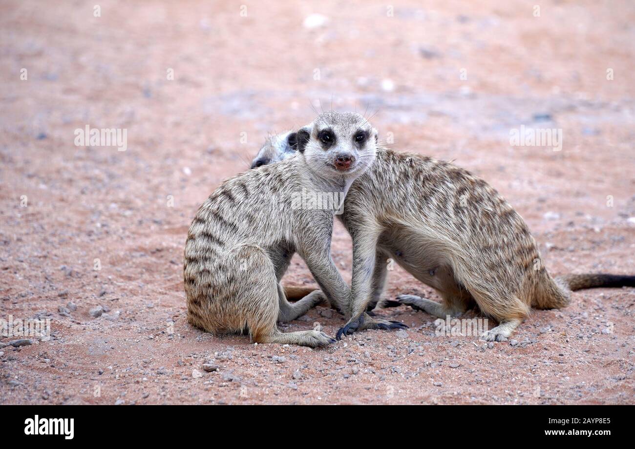 Bonito Meerkat en el parque sudafricano en el desierto de Kalahari Foto de stock