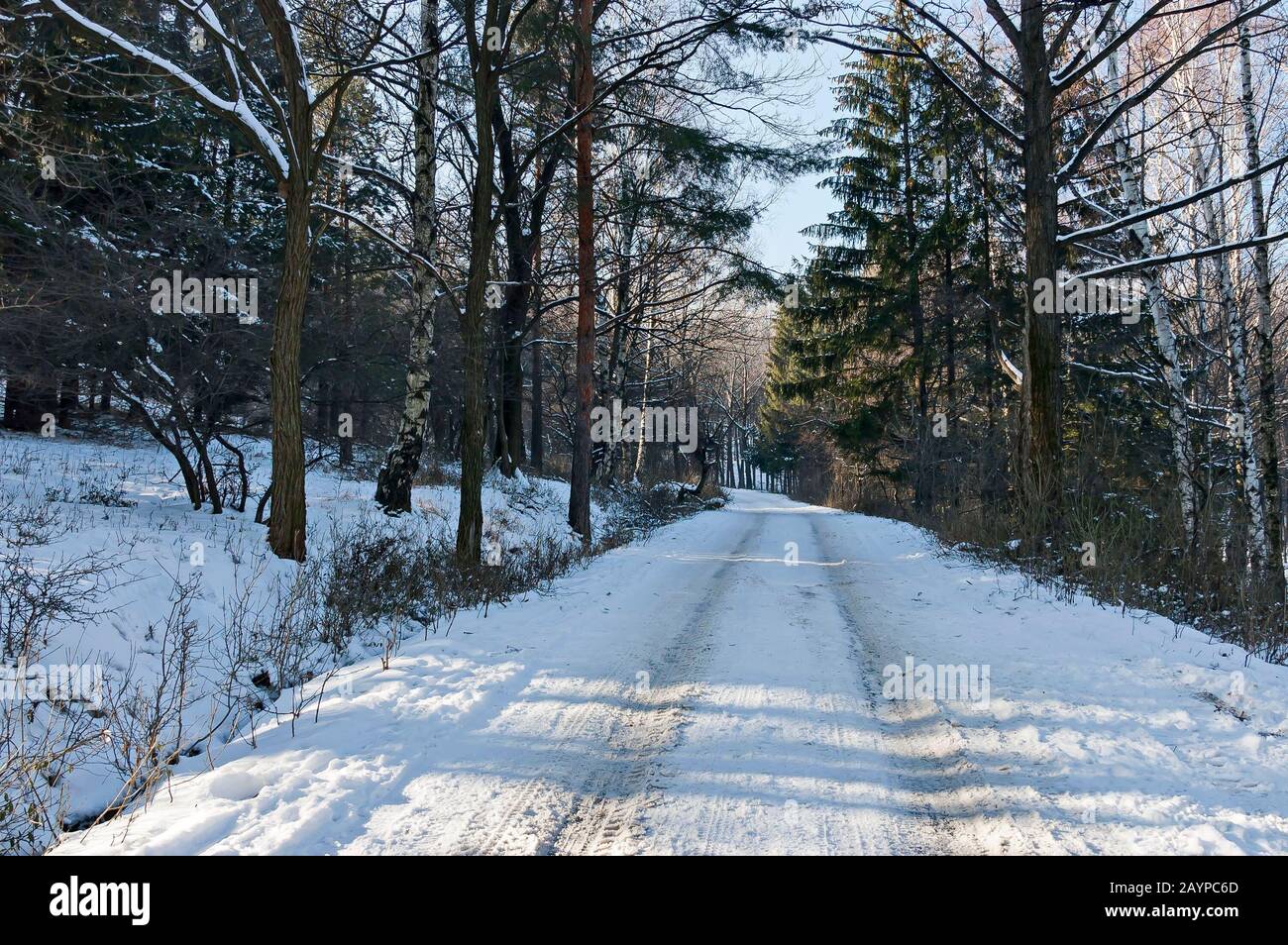 Paisaje con bosque de invierno y carretera en la montaña nevada Vitosha, Bulgaria Foto de stock