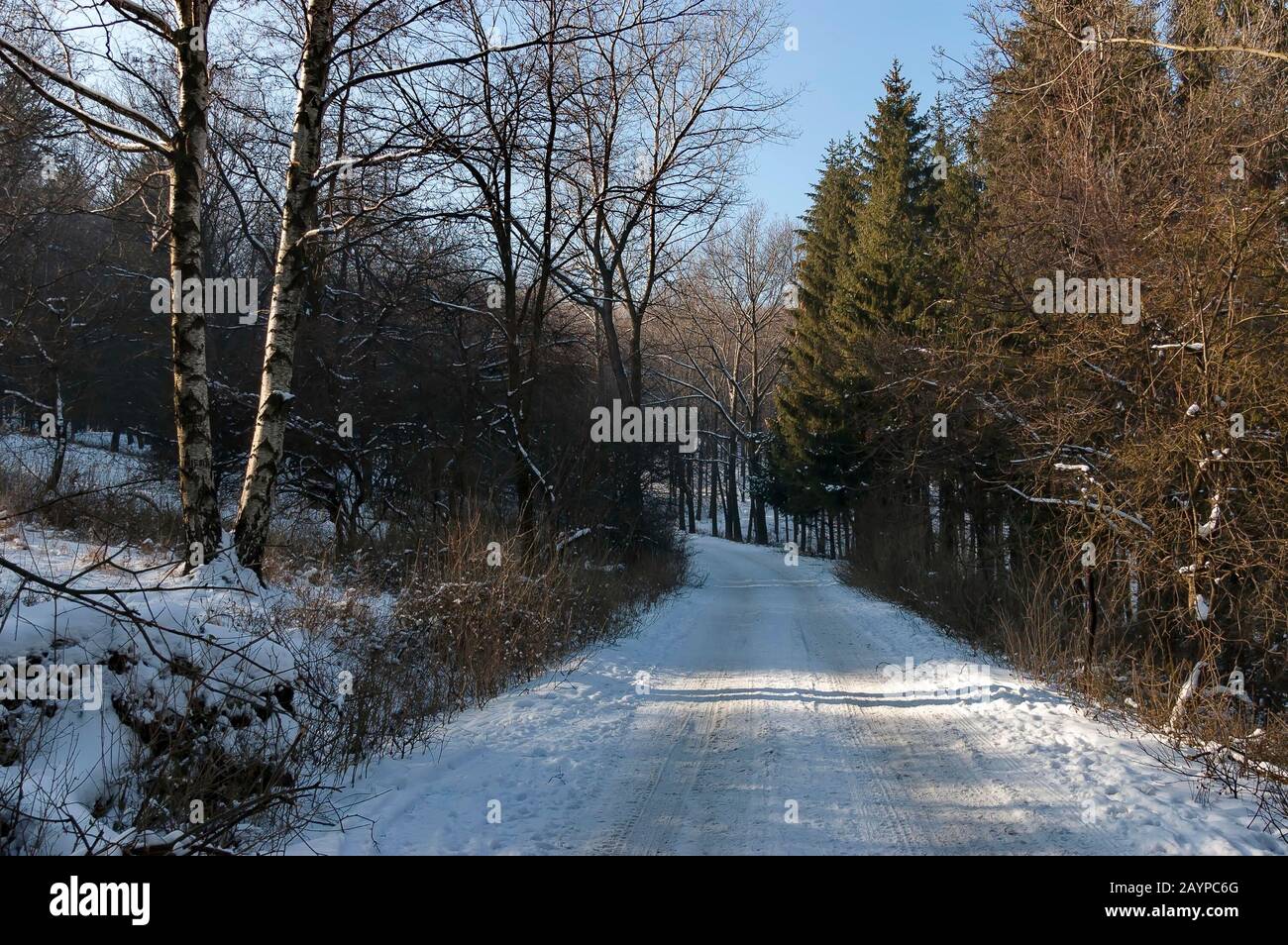 Paisaje con bosque de invierno y carretera en la montaña nevada Vitosha, Bulgaria Foto de stock