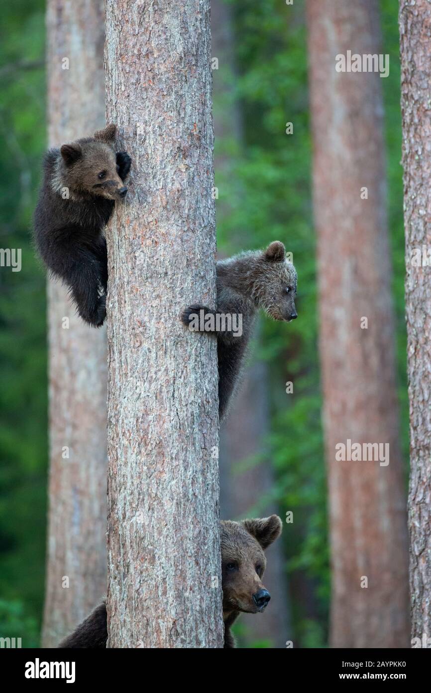 Familia del oso pardo eurasiático (Ursus arctos arctos) Foto de stock