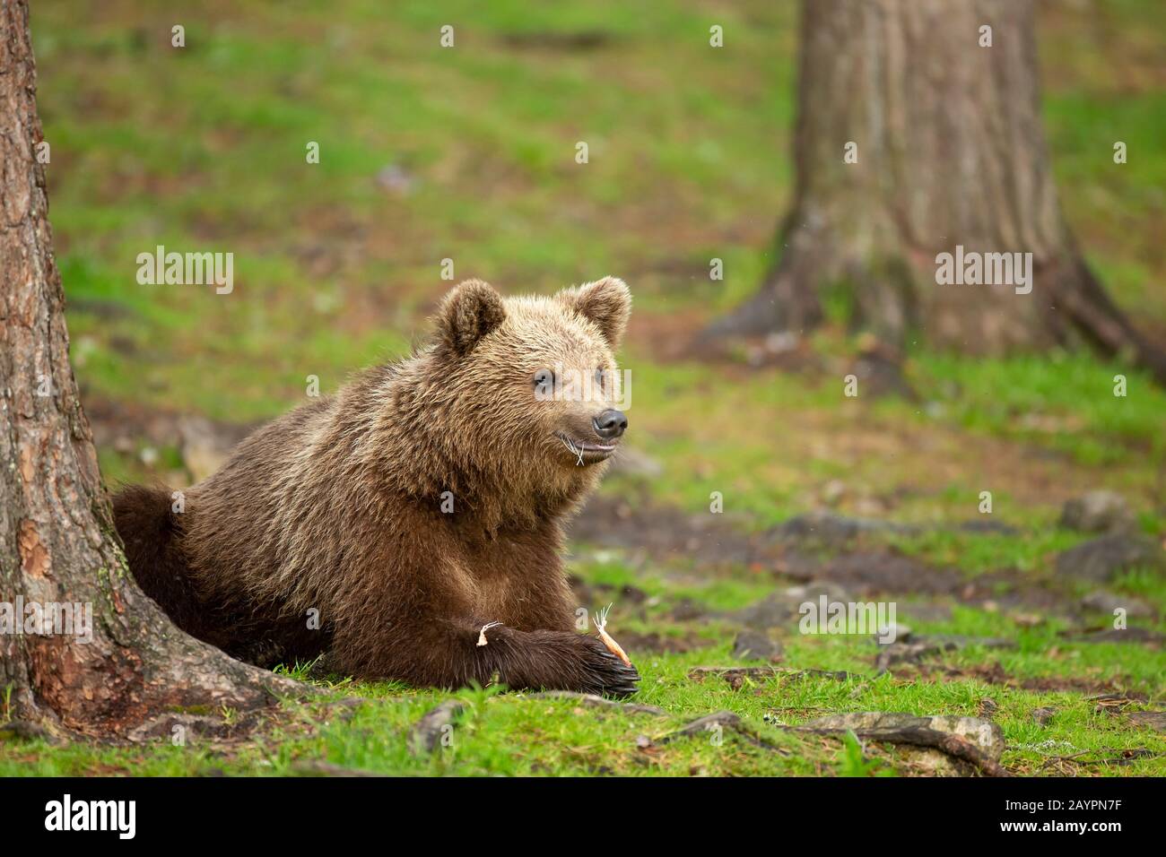 Alimentación de oso pardo eurasiático (Ursus arctos arctos) Foto de stock