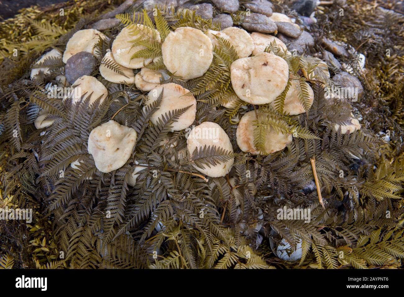 Un Curanto típico, una comida tradicional del Archipiélago de Chiloé, en el pueblo de Pargua en el Distrito de los Lagos de Chile. Foto de stock