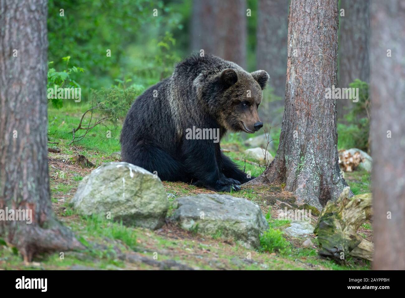 Euroasiática de oso pardo (Ursus arctos arctos) sentado Foto de stock