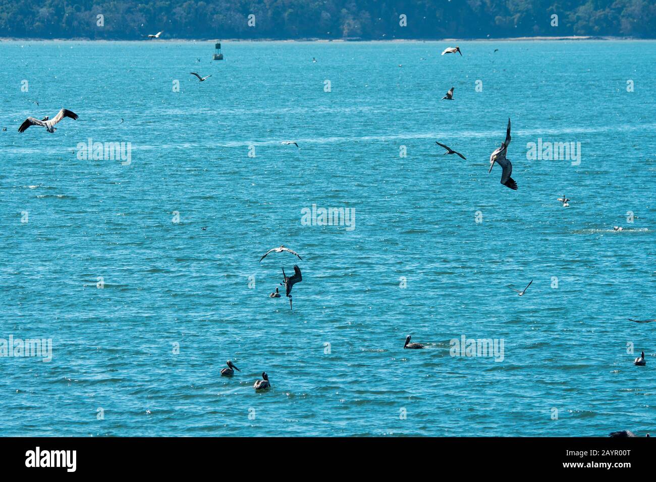 Un frenesí de alimentación de pelícanos marrones (Pelecanus occidentalis) en el Golfo de Panamá frente a la costa de la Ciudad de Panamá, Panamá. Foto de stock