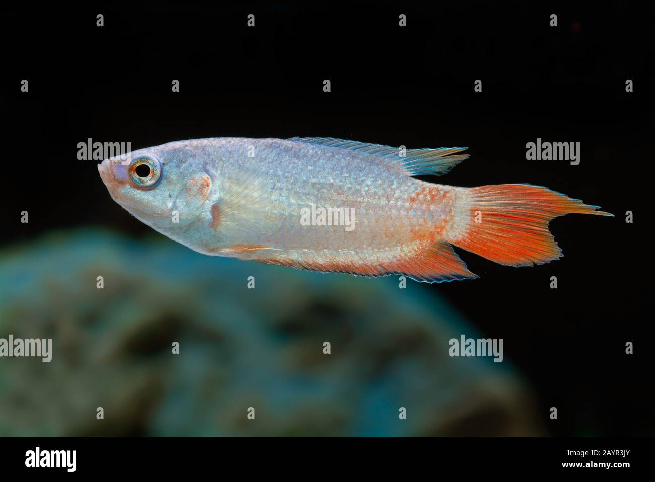 El pescado, el paraíso, el paraíso paradisefish gourami (Macropodus opercularis), natación Foto de stock