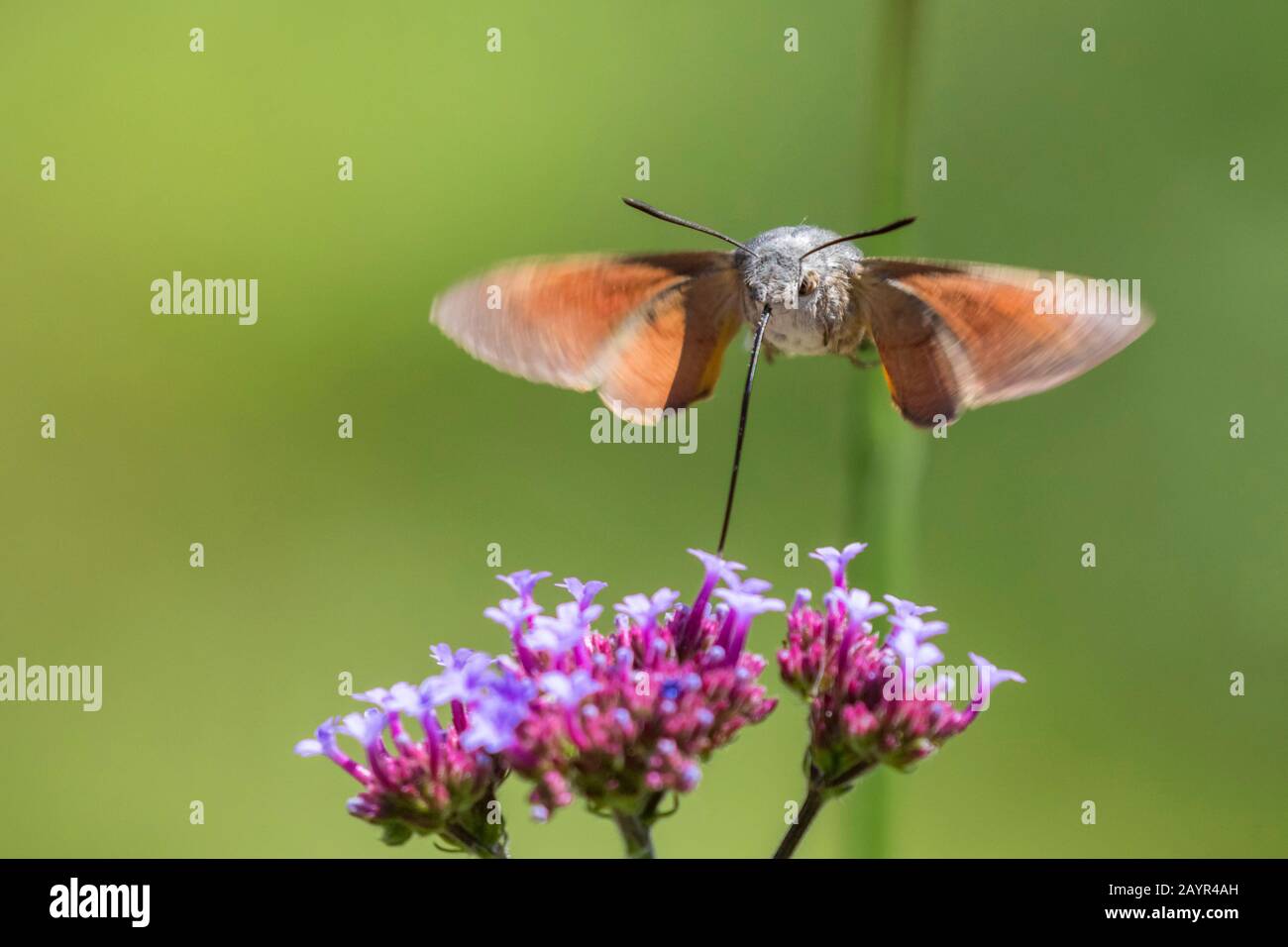 La polilla de colibrí (Macroglossum stellatarum), que pasa sobre una flor y chupa néctar, Alemania, Baviera, Niederbayern, Baja Baviera Foto de stock