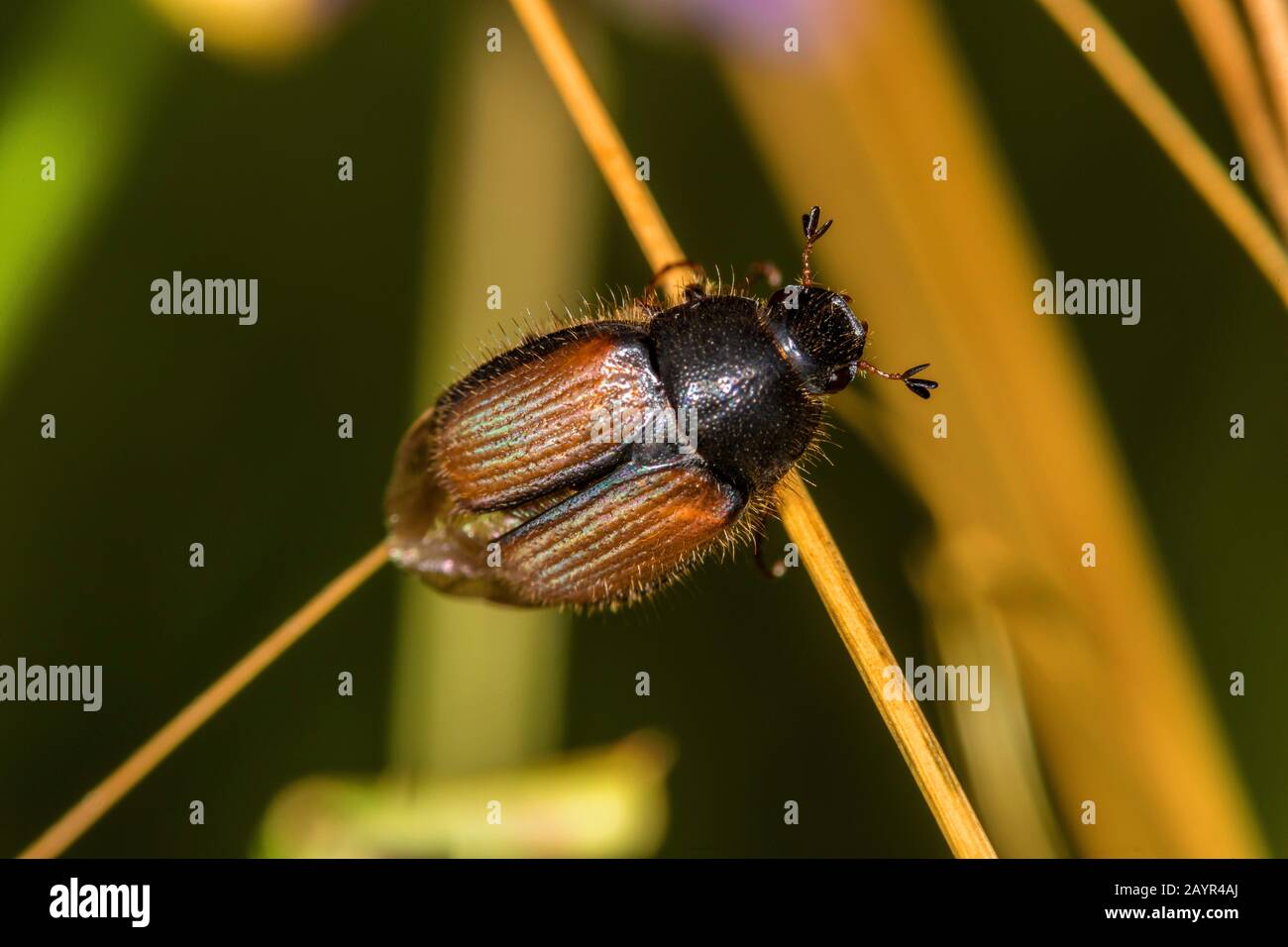 Escarabajo de escarabajo (Omaloplia nigrosmarginata), especies críticamente amenazadas, Alemania Foto de stock
