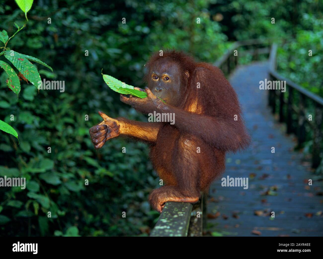Bornean orangutan (Pongo pygmaeus pygmaeus), se sienta alimentando las hojas en un balaustrada barandilla, vista lateral, Malasia, Borneo Foto de stock