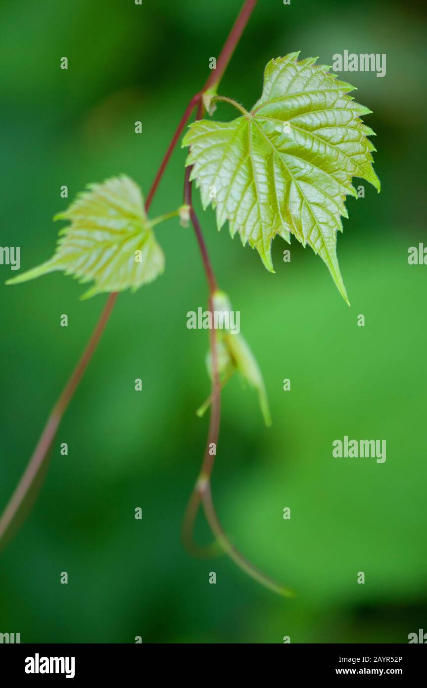 Hojas de parra de uva fotografías e imágenes de alta resolución Alamy