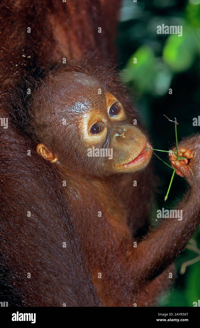 Bornean orangutan (Pongo pygmaeus pygmaeus), joven animal en una estación de liberación, retrato, Malasia, Borneo Foto de stock