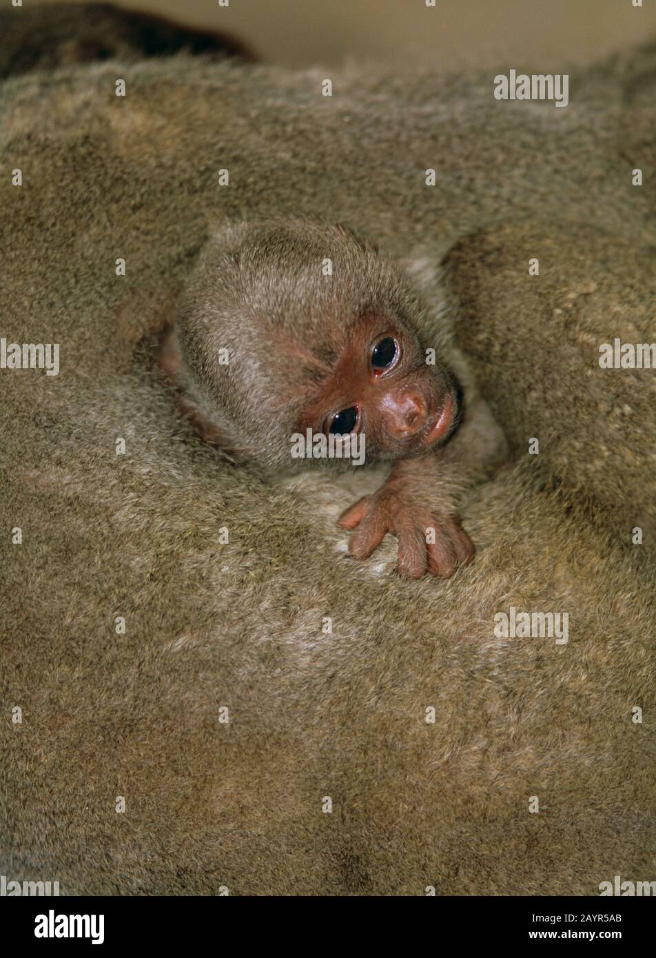 Mono de lana común, mono de lana de Humboldt, mono de lana marrón (Lagothrix lagotricha), mono bebé balbuceador, retrato Foto de stock