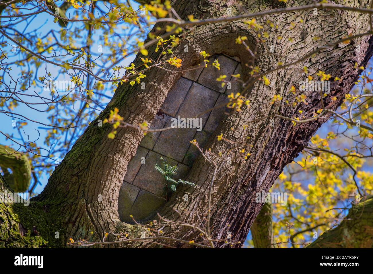 Roble común, roble pedunculado, roble inglés (Quercus robur. Quercus pedunculata), árbol hueco está lleno de , Alemania, Hamburgo Foto de stock
