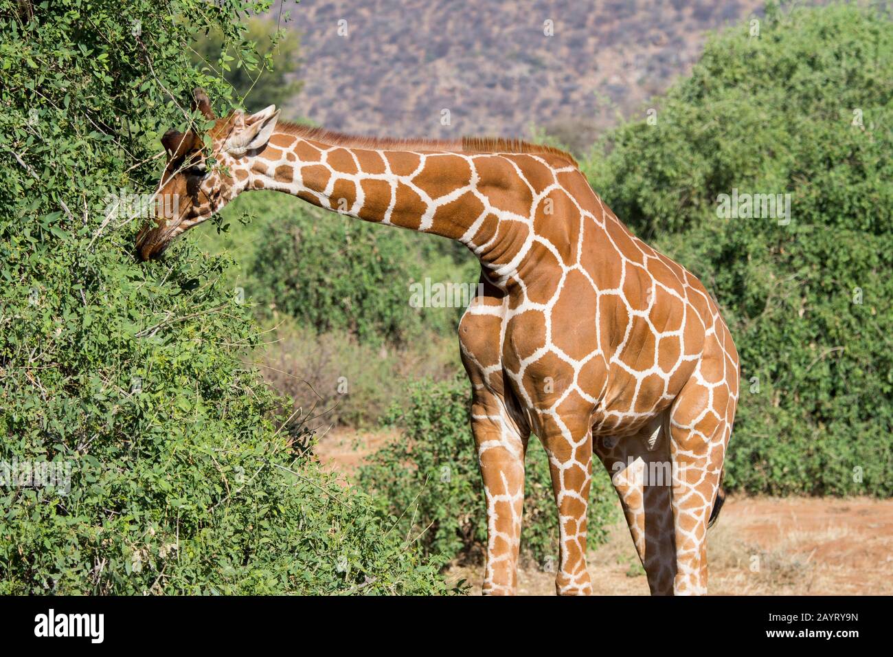 Una jirafa reticulada (Giraffa reticulata) está navegando en un árbol de la Reserva Nacional de Samburu en Kenia. Foto de stock