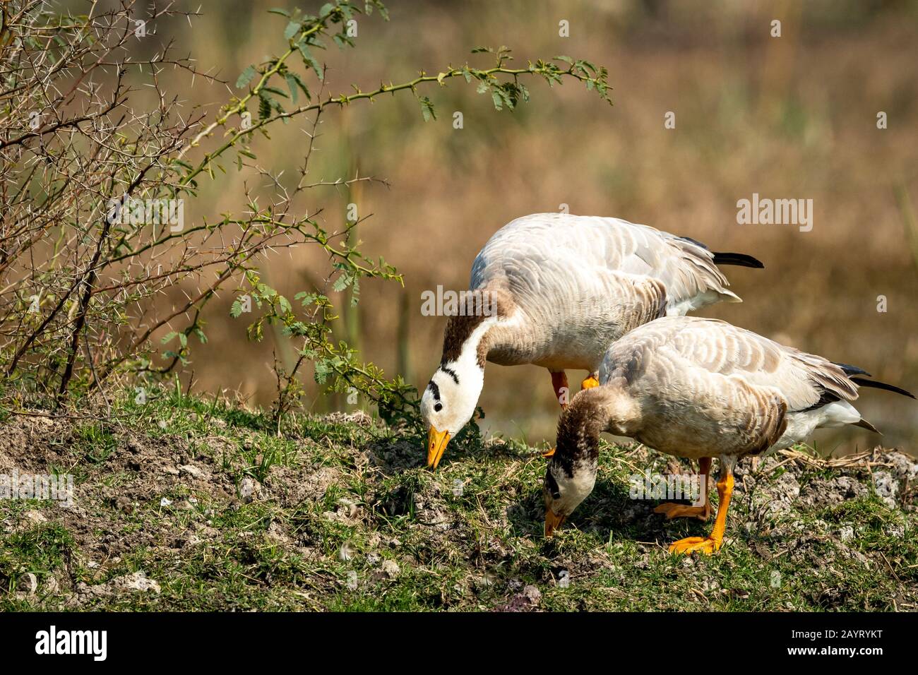imagen de primer plano de ganso con cabeza de barra en el parque nacional keoladeo o santuario de aves, bharatpur, rajasthan, india - anser indicus Foto de stock