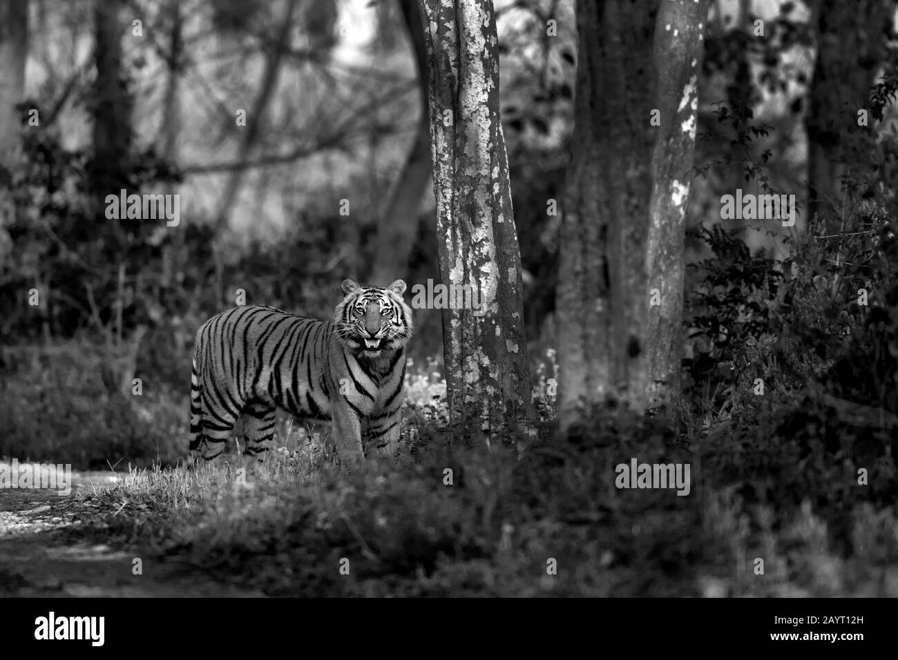 La imagen del tigre masculino (Panthera tigris) fue tomada en el parque nacional de Corbett, India Foto de stock