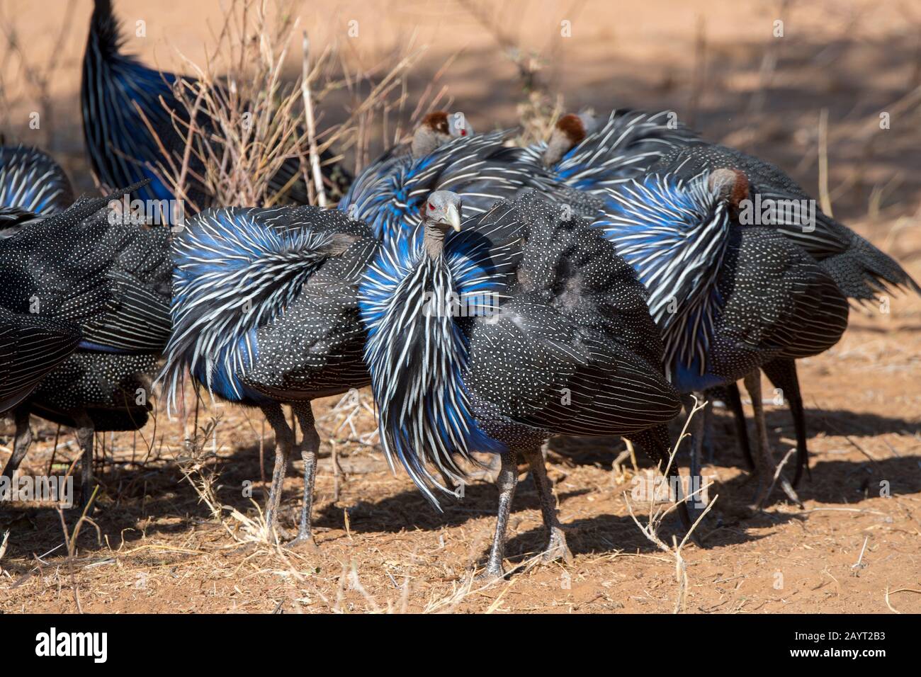 Un grupo de guineabúhos Vulturinos (Acryllium vulturinum), llamado así por su cabeza y cuello calvos, está pretando sus plumas en la Reserva Nacional de Samburu Foto de stock