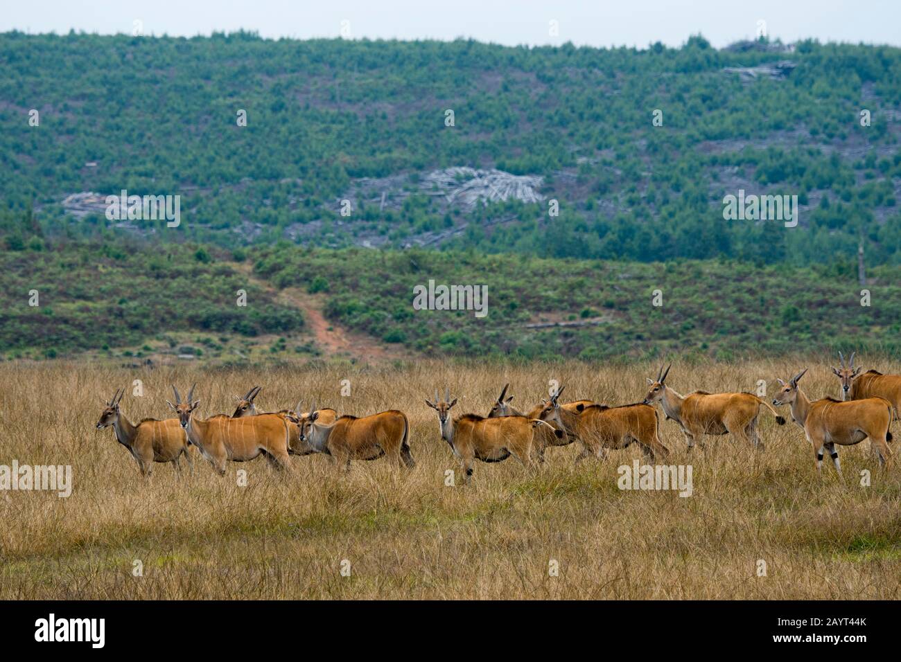 Una manada de tierras comunes (Taurocaguus oryx) en los pastizales de la meseta de Nyika, Parque Nacional de Nyika en Malawi. Foto de stock