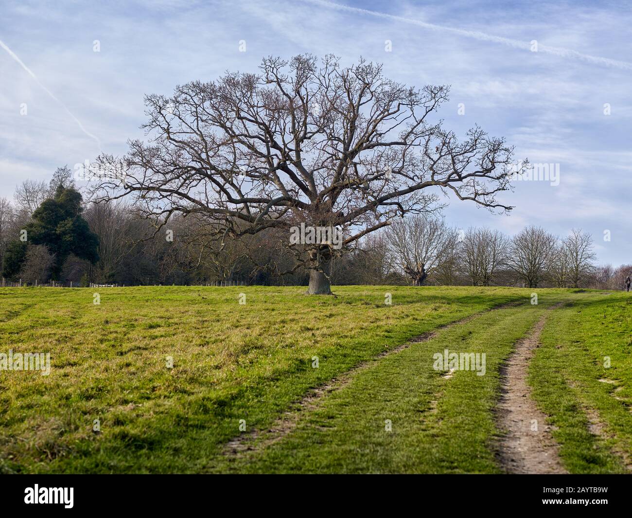 Roble Viejo en invierno en Northbourne Farm en Kent el Jardín de Inglaterra, vea también el mismo árbol con follaje de verano y finales de otoño Foto de stock