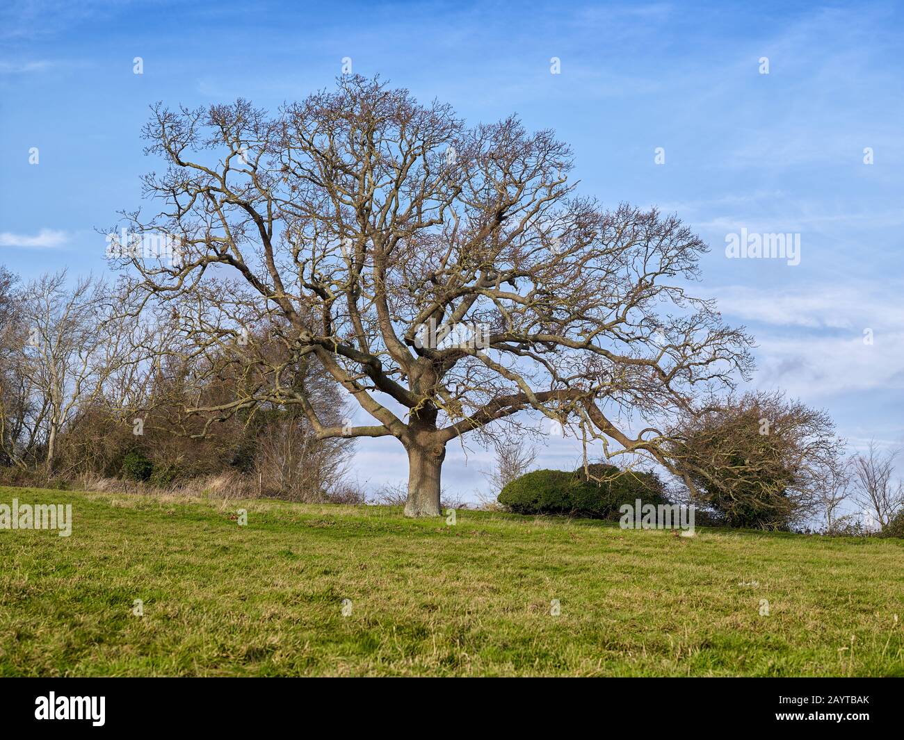 Roble Viejo en invierno en Northbourne Farm en Kent el Jardín de Inglaterra, vea también el mismo árbol con follaje de verano y finales de otoño Foto de stock