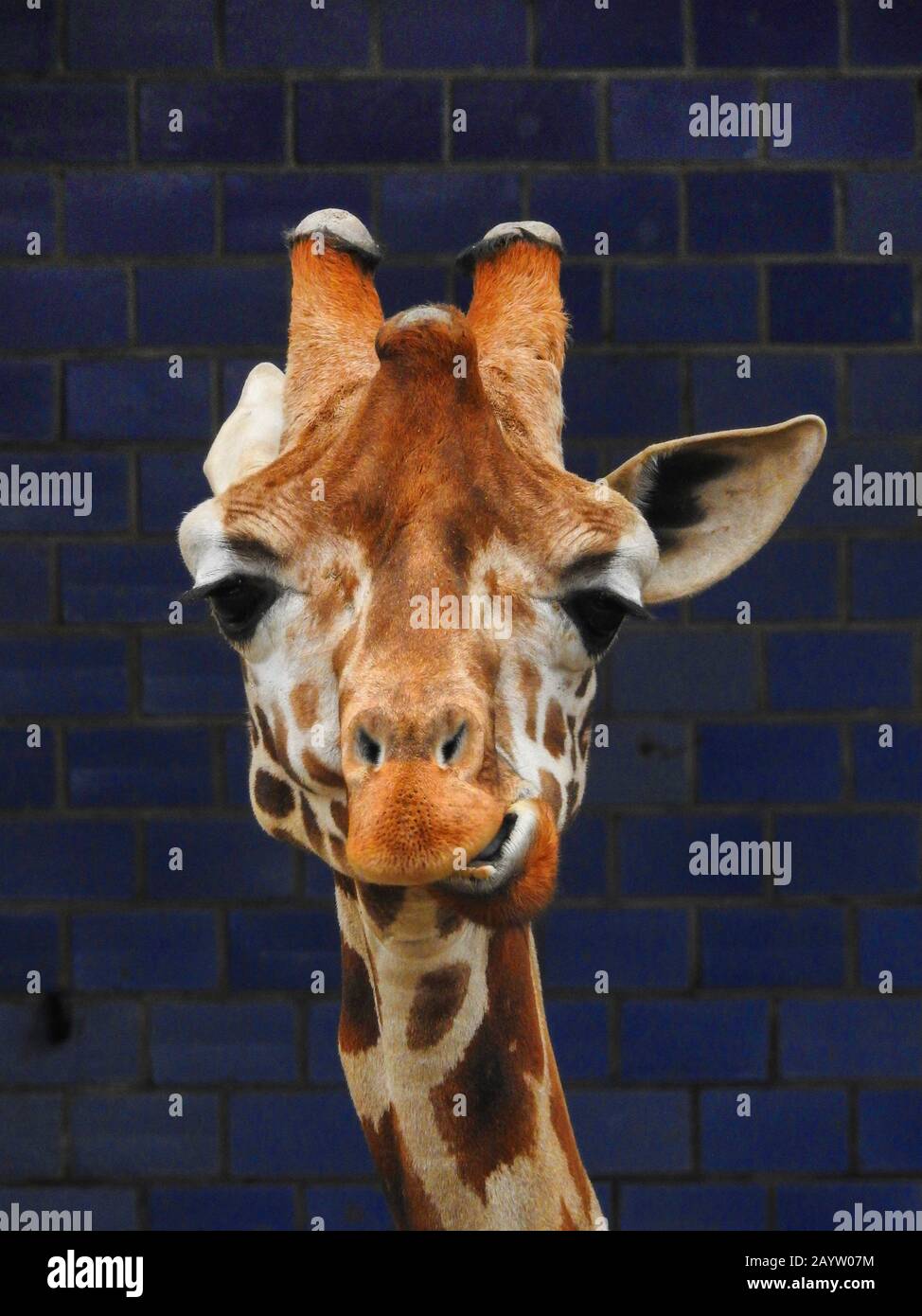 Giraffe de Rothschild, Giraffe de Rothschild, Giraffe de Baringo, Giraffe de Uganda (Giraffa camelopardalis rothschildi), retrato, África Foto de stock