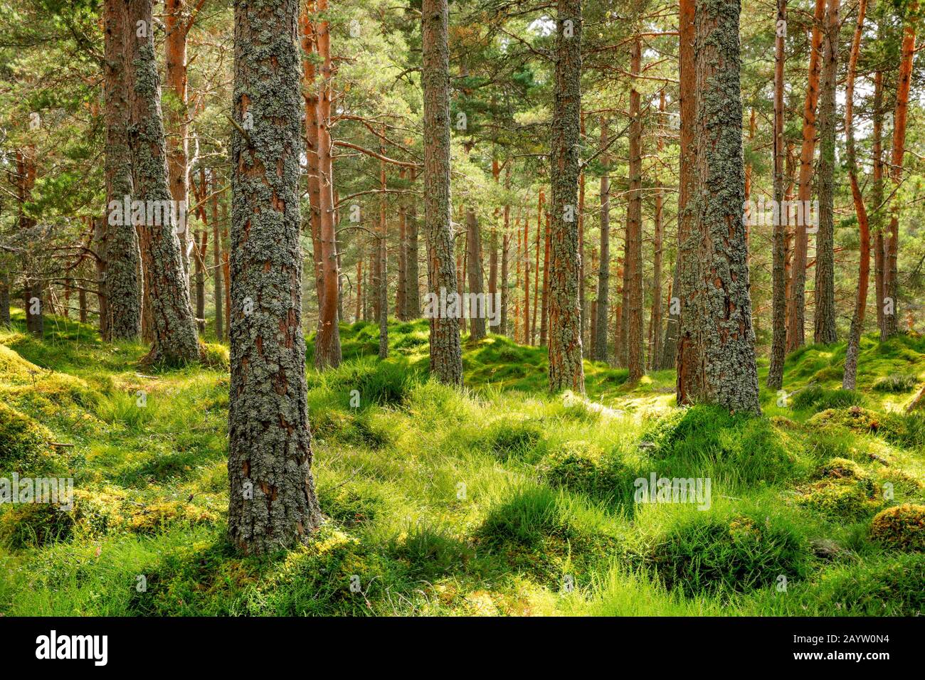 Pino escocés, pino escocés (Pinus sylvestris), madera de pino con brezo, Suiza Foto de stock
