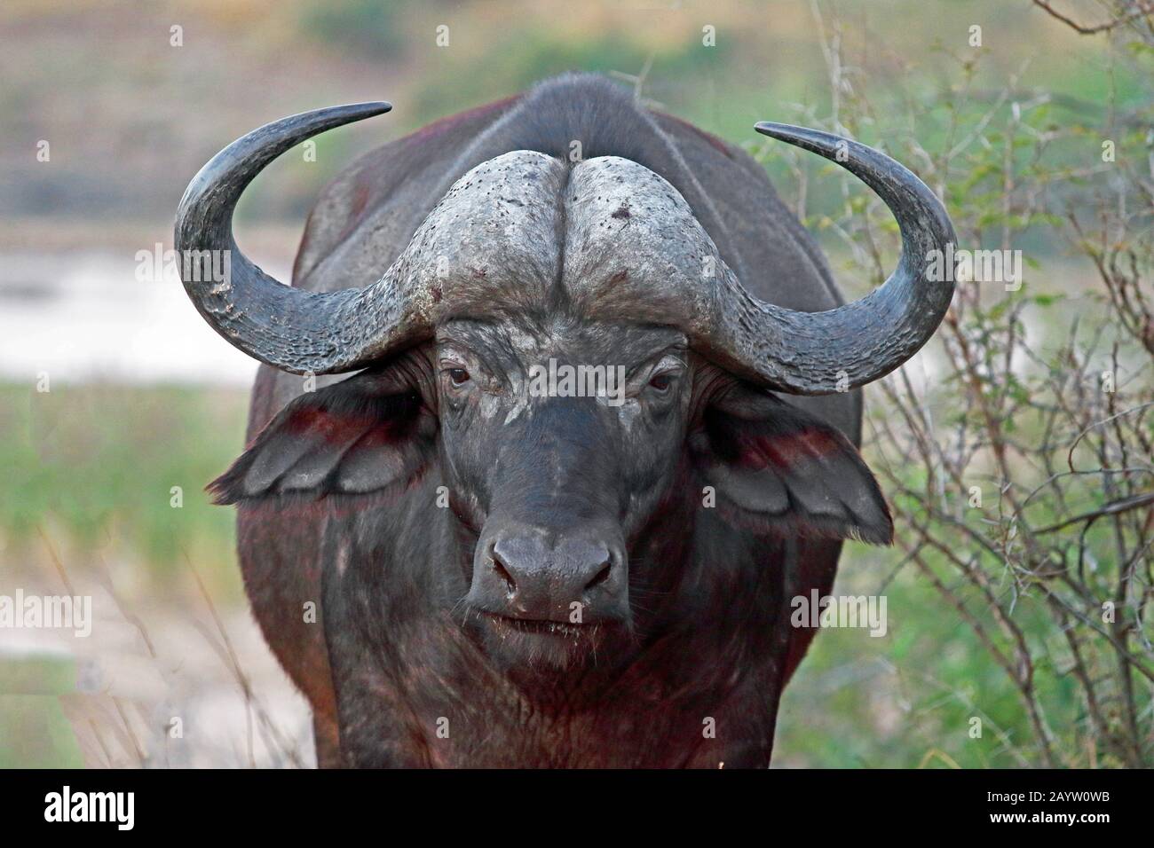 Búfalo africano (Syncerus caffer), retrato, Sudáfrica, Mpumalanga, Parque Nacional Kruger Foto de stock