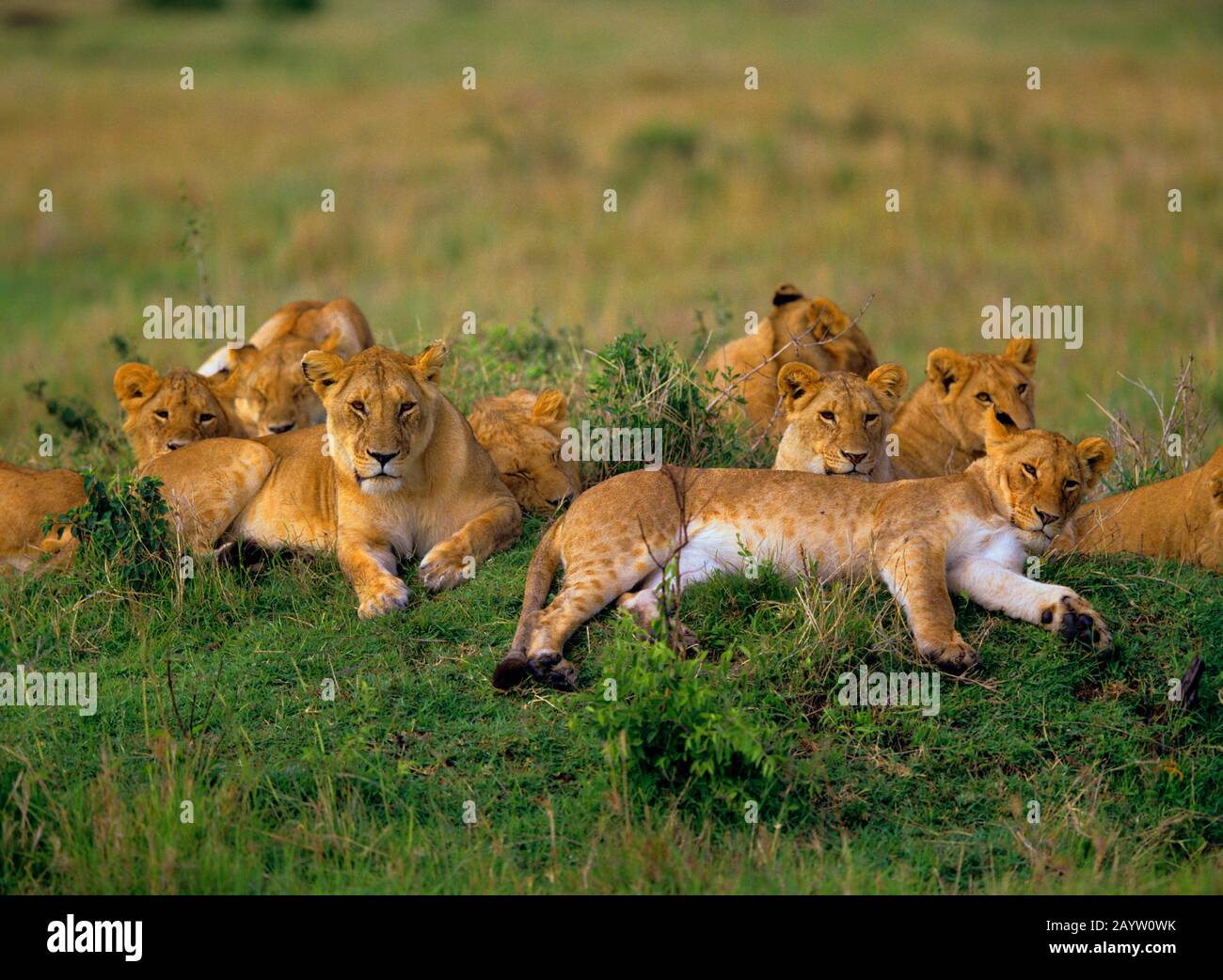 León (Panthera leo), grupo con cachorros en sabana, África Foto de stock
