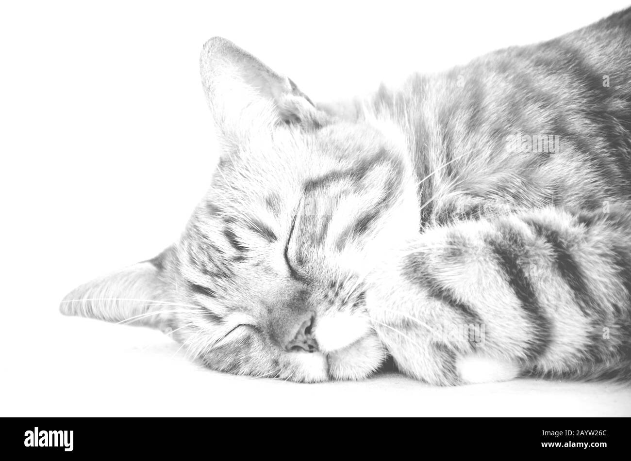 Después de la preparación es hora de una siesta apropiada. Fotografía en blanco y negro de un gato de siesta. DOF superficial. Foto de stock