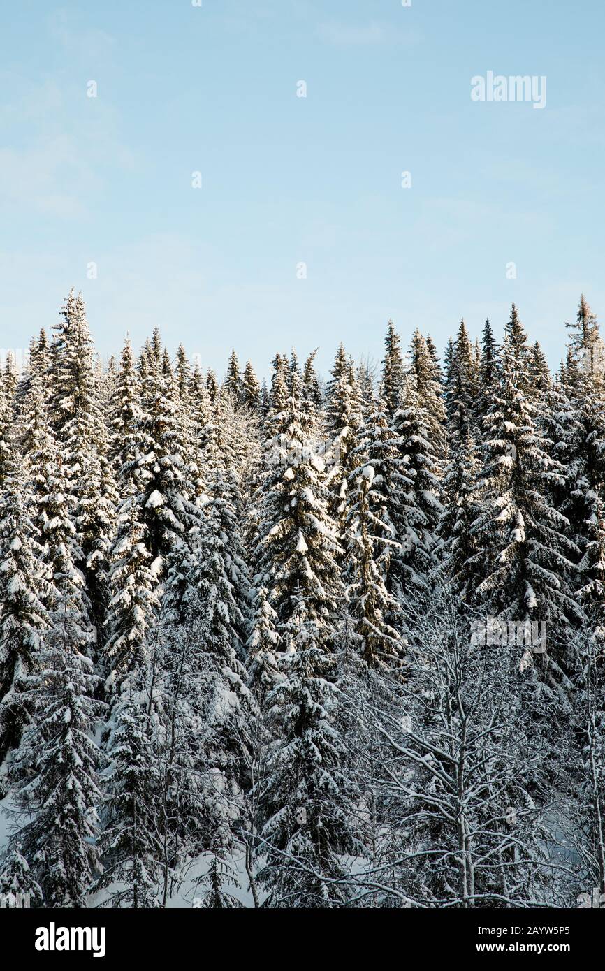 Bosque cubierto de nieve de árboles de abeto noruegos con cielo azul claro en Noruega Foto de stock