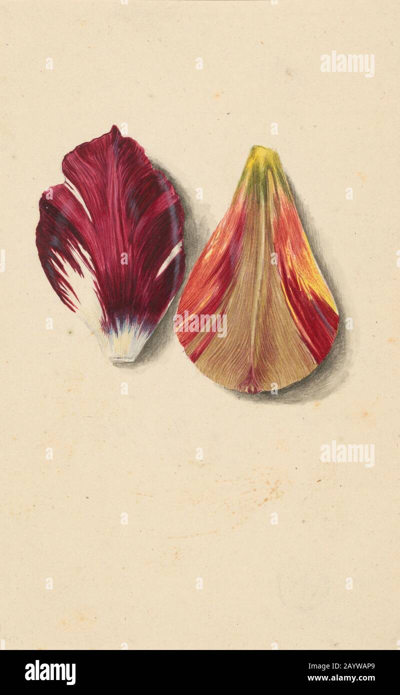 Dos hojas de tulipán. Museo: Staatliche Museen, Berlín. AUTOR: MARIA SIBYLLA MERIAN. Foto de stock