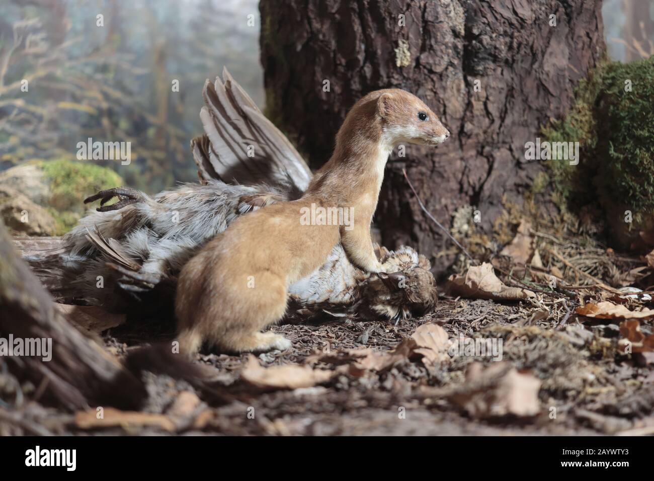 El estoat (Mustela erminea) capturó un pájaro. Weasel de cola corta comiendo. (Diorama en el MNH en Neuchâtel) Foto de stock