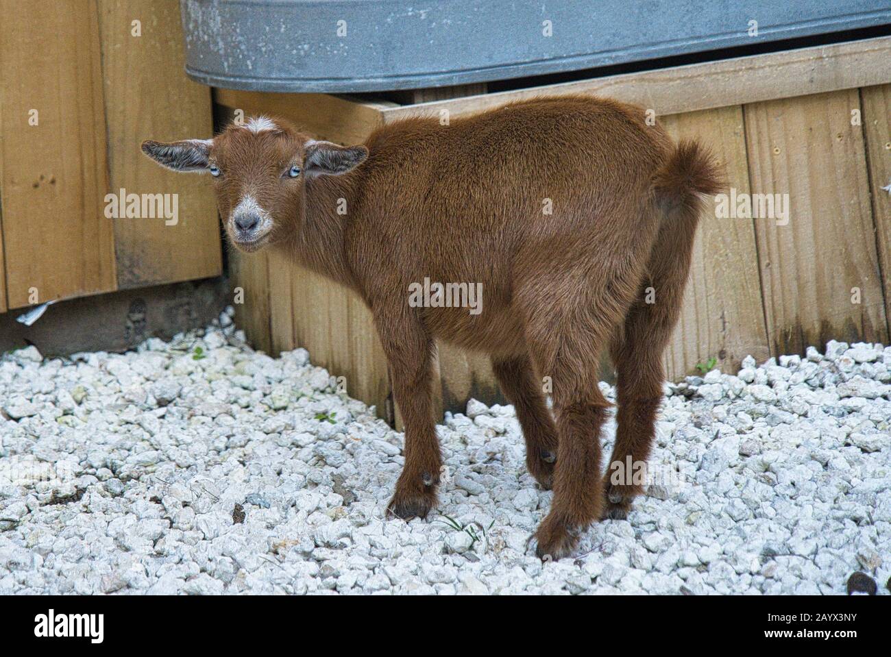 Cabra bebé cabra marrón con ojos de color azul hielo Foto de stock