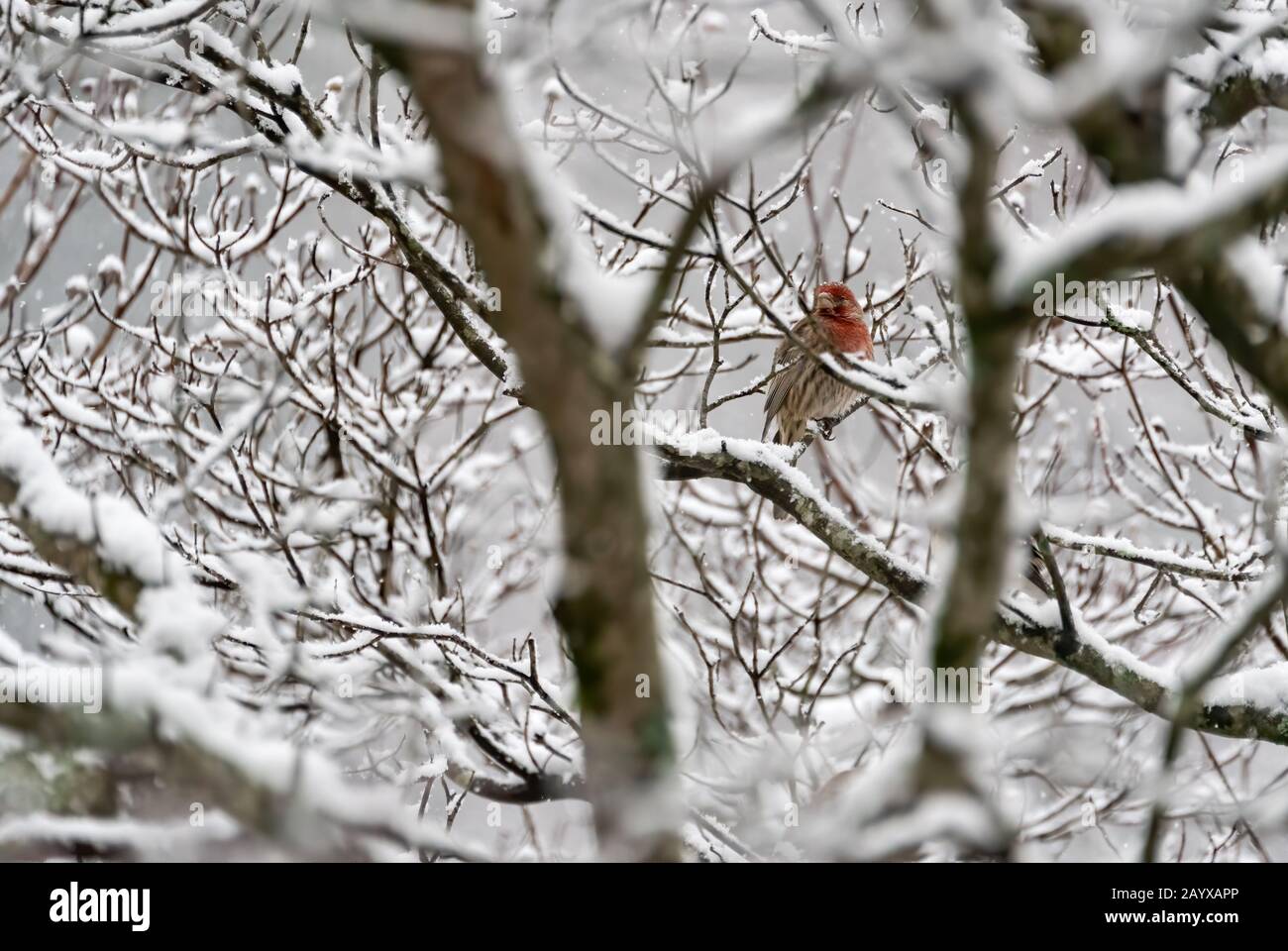 Finca de la casa roja (Haemorhous mexicanus) en el árbol de Dogwood cubierto de nieve en Atlanta, Georgia. (EE. UU.) Foto de stock