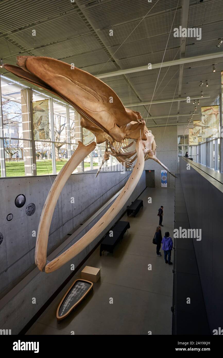 Completa esqueleto de ballena azul, Beaty biodiversidad el Museo de la Universidad de British Columbia, Vancouver, BC, Canadá Foto de stock