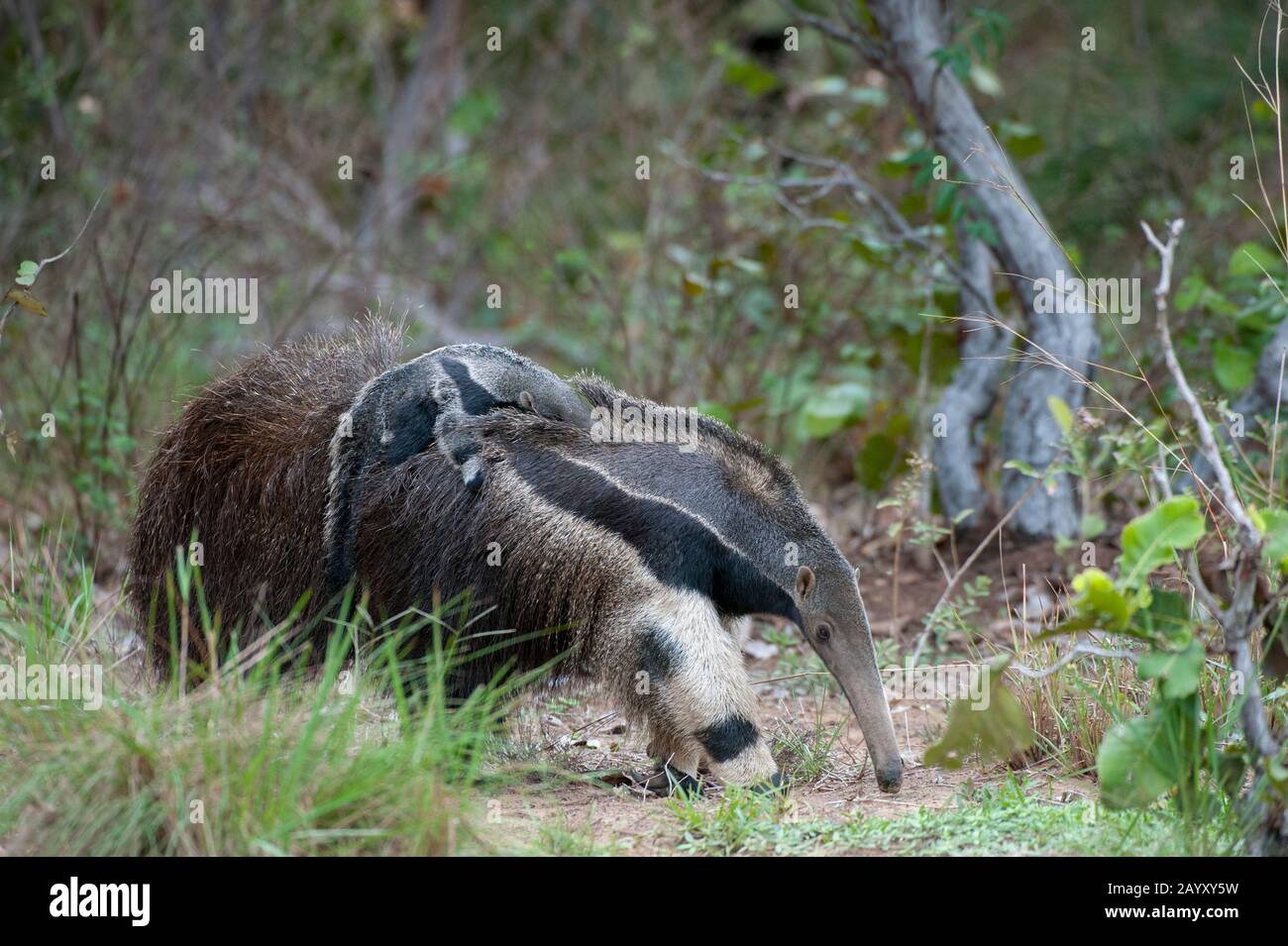 Una madre de anteador gigante en peligro de extinción (Myrmecophaga tridactyla) lleva a su bebé en la espalda en Caiman Ranch en el Pantanal Sur en Brasil. Foto de stock