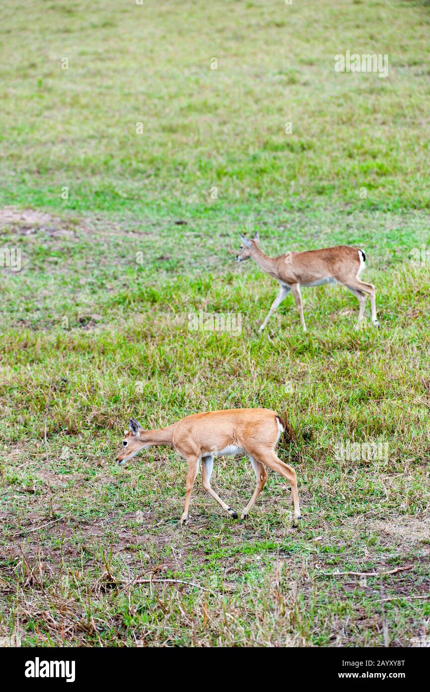 Venado de pampas (Ozotoceros bezoarticus) en Caiman Ranch en el Pantanal Sur en Brasil. Foto de stock