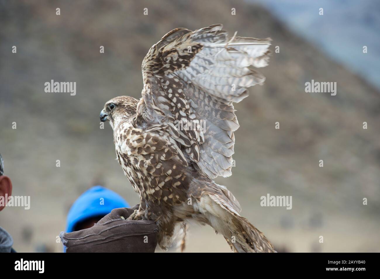 Un hombre que celebra un halcón sacador (Falco cherrug) en el Golden Eagle Festival en el recinto del festival cerca de la ciudad de Ulgii (Ölgii) en El Bayan-Ulgii Pr Foto de stock