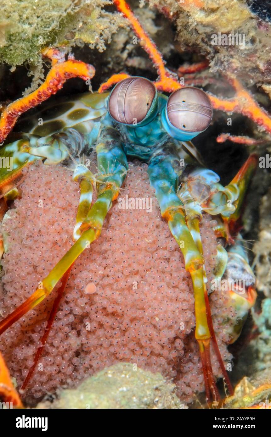 airline bolsagage rules