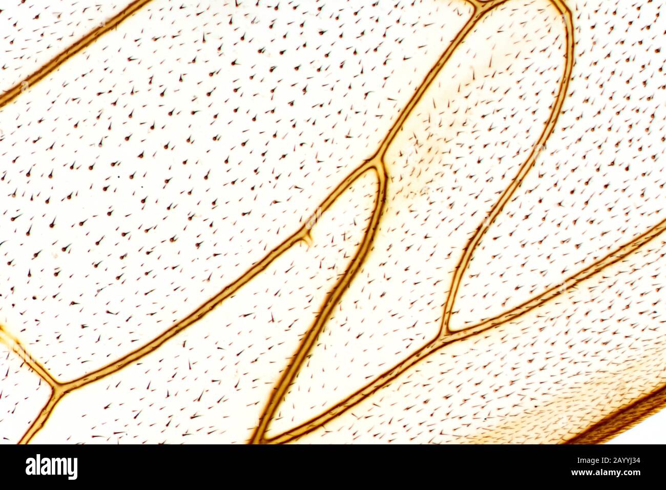 Mosca doméstica (Musca domestica), ala de una mosca doméstica, fotografía de microscopio, Alemania Foto de stock