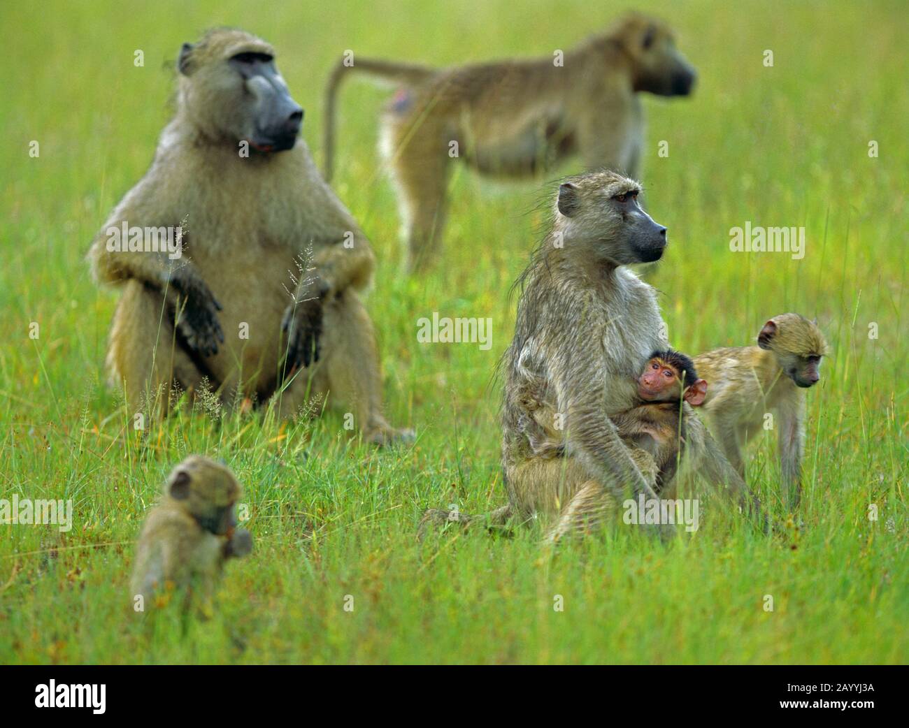 Babuino guineano, babuino occidental (Papio papio), grupo de babuinos occidentales con bebés en una pradera Foto de stock