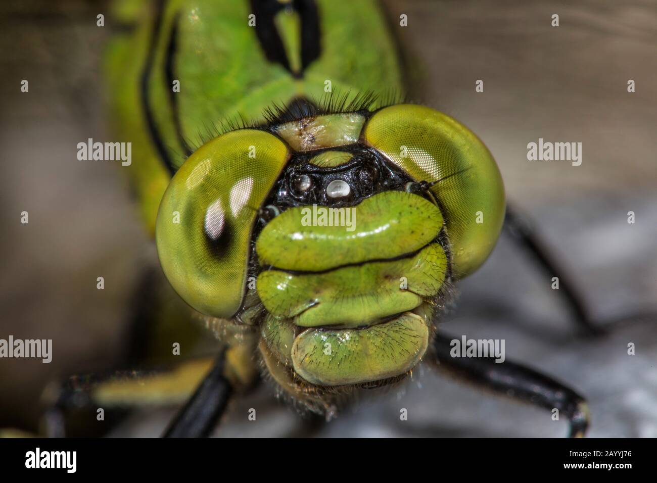 Libélula serpentina, Caracol verde (Ophiogomphus serphinus, Ophiogomphus cecilia), retrato, vista frontal, Alemania Foto de stock