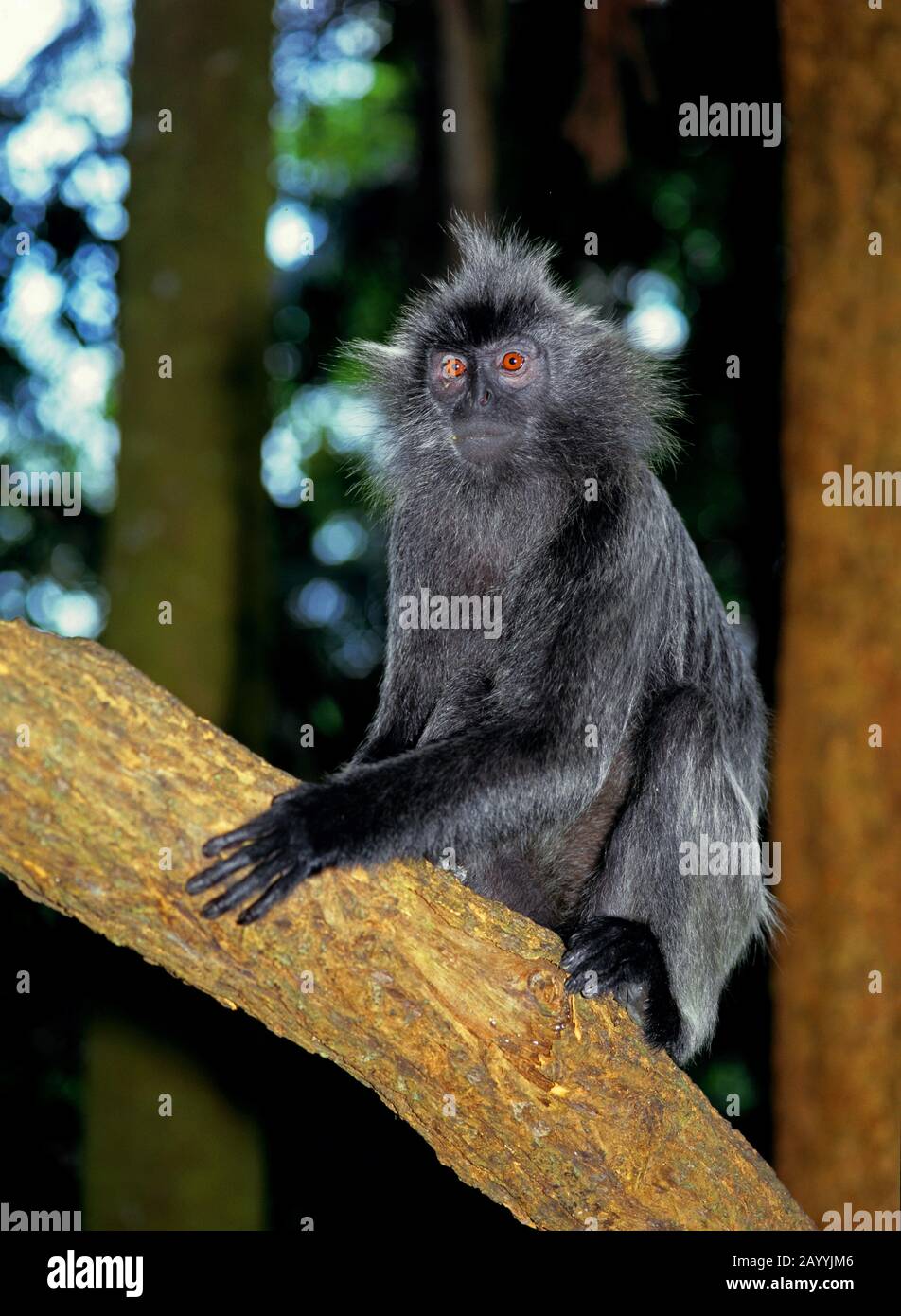 Mono de hoja oscuro, langur de anteojos (Presbytis melalophos cruciguera), morfo gris Foto de stock