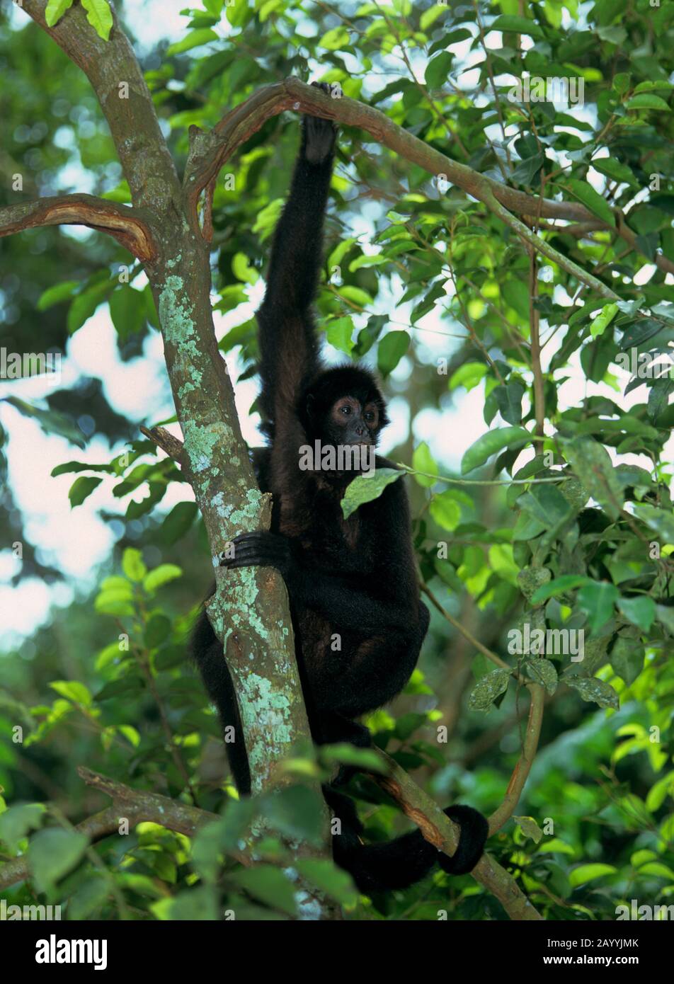 Mono araña negro (Ateles paniscus), animal joven sentado en una rama de un árbol Foto de stock
