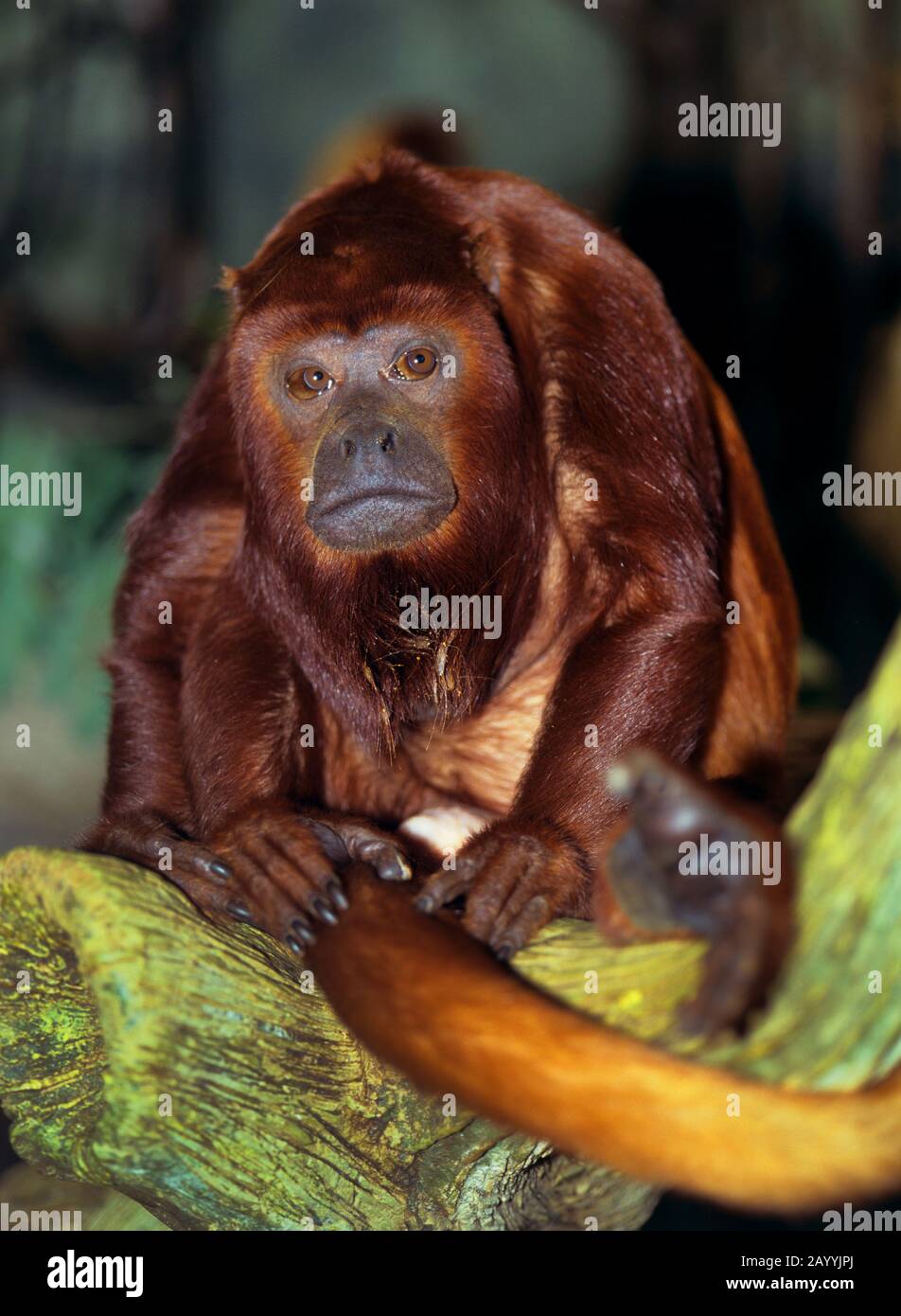 Mono Red Howler (Alouatta ursina), sentado en una rama, vista frontal Foto de stock